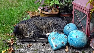 image-32